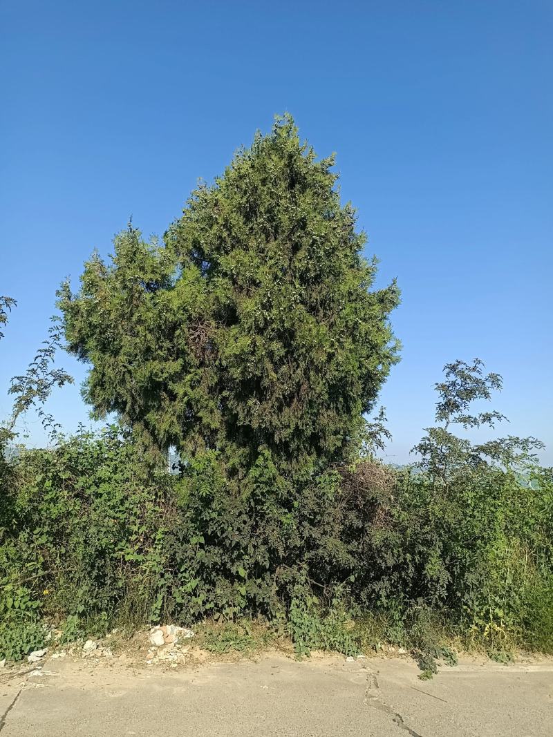 柏树果，产地货源，对接大型批发商采购商，欢迎来电咨询合作