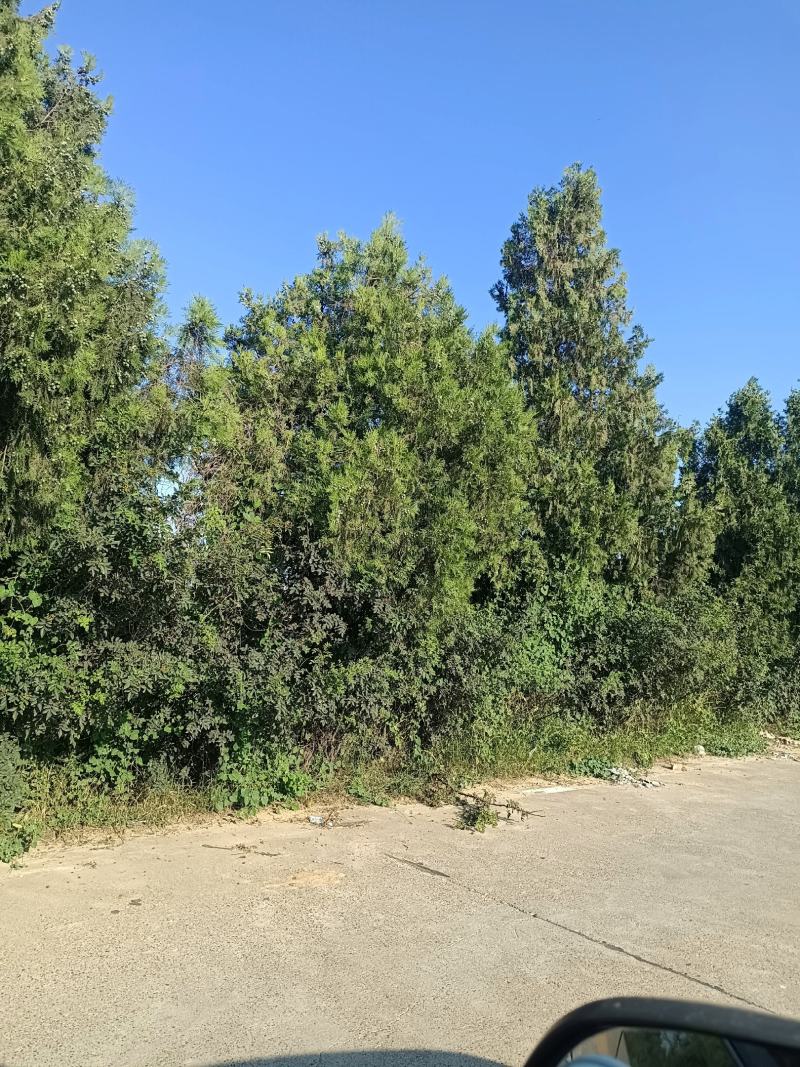 柏树果，产地货源，对接大型批发商采购商，欢迎来电咨询合作
