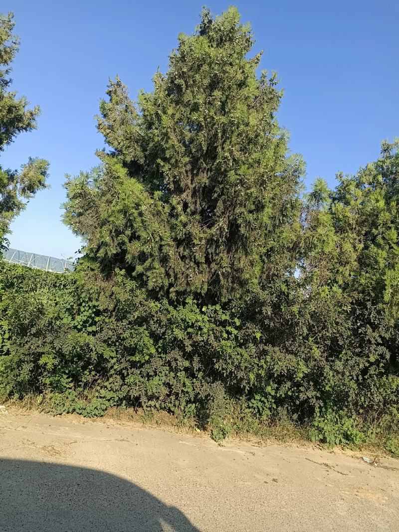 柏树果，产地货源，对接大型批发商采购商，欢迎来电咨询合作