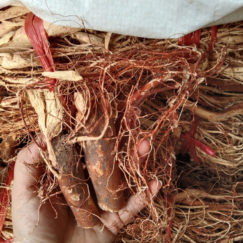野生五指毛桃