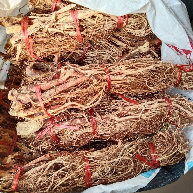 野生五指毛桃