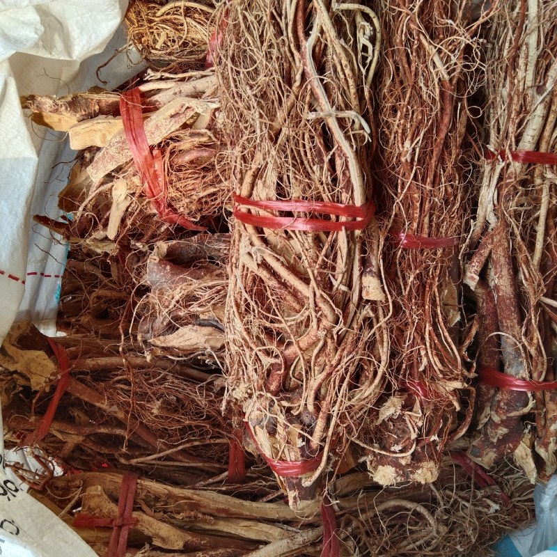 野生五指毛桃