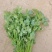 大量冷棚香菜上市，欢迎采购