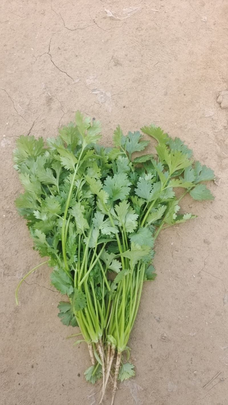 大量冷棚香菜上市，欢迎采购