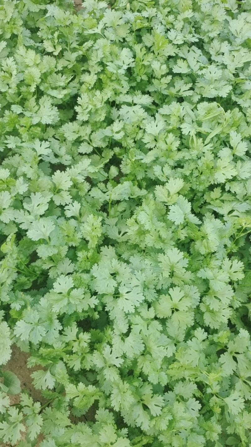 大量冷棚香菜上市，欢迎采购