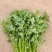 大量冷棚香菜上市，欢迎采购
