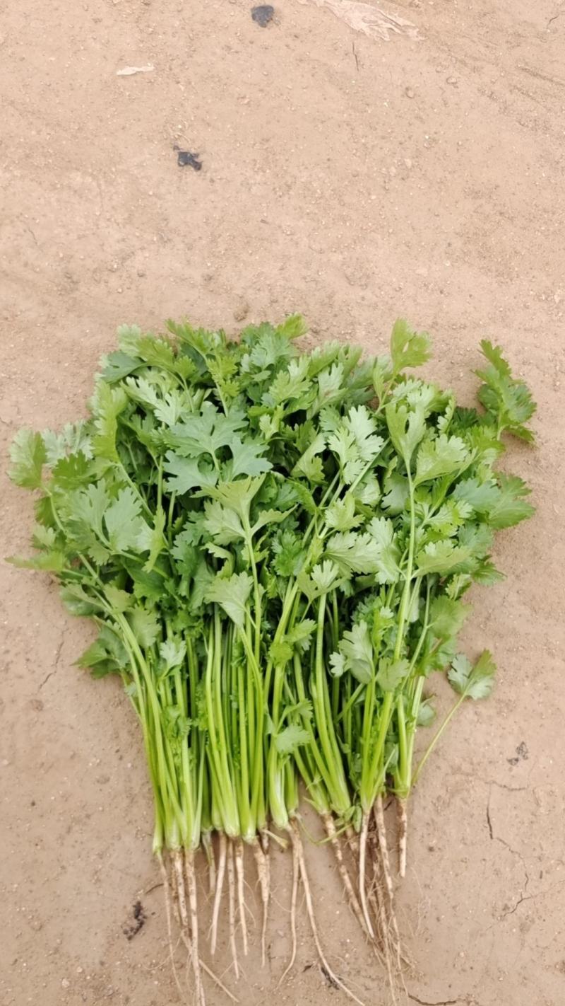 大量冷棚香菜上市，欢迎采购