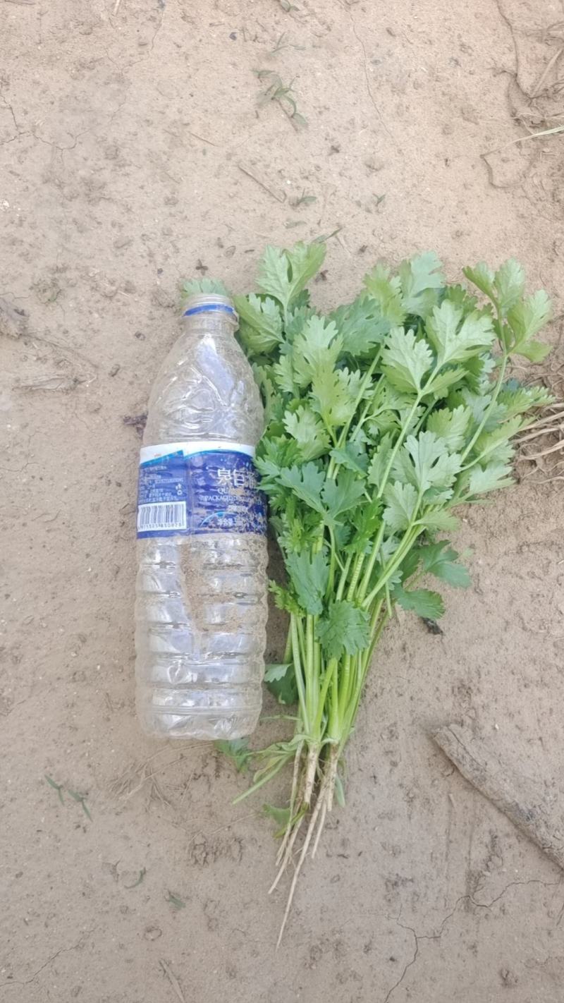 大量冷棚香菜上市，欢迎采购