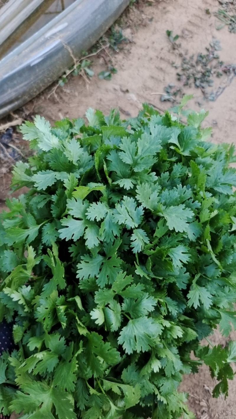 大量冷棚香菜上市，欢迎采购