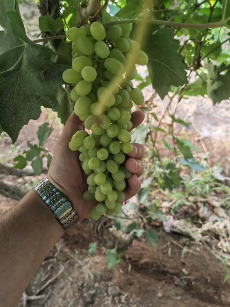 新疆吐鲁番小蜜蜂，青提，无核白