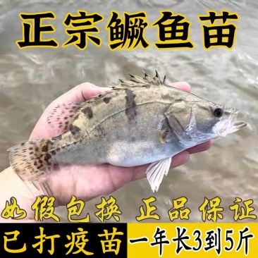 桂花鱼苗鳜鱼苗批发1-10公分全国包活发货技术指导