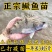 桂花鱼苗鳜鱼苗批发1-10公分全国包活发货技术指导