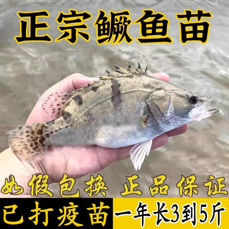 桂花鱼苗鳜鱼苗批发1-10公分全国包活发货技术指导