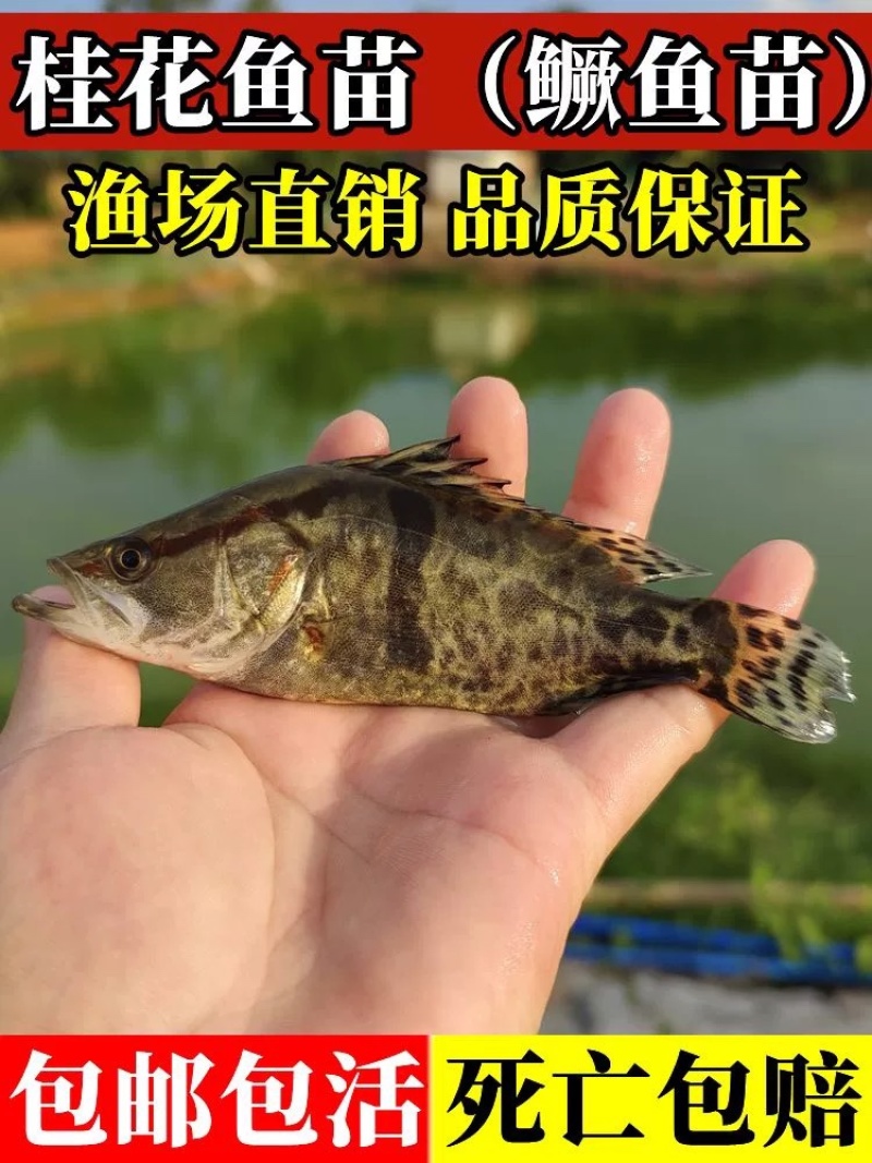 桂花鱼苗鳜鱼苗批发1-10公分全国包活发货技术指导
