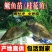 桂花鱼苗鳜鱼苗批发1-10公分全国包活发货技术指导