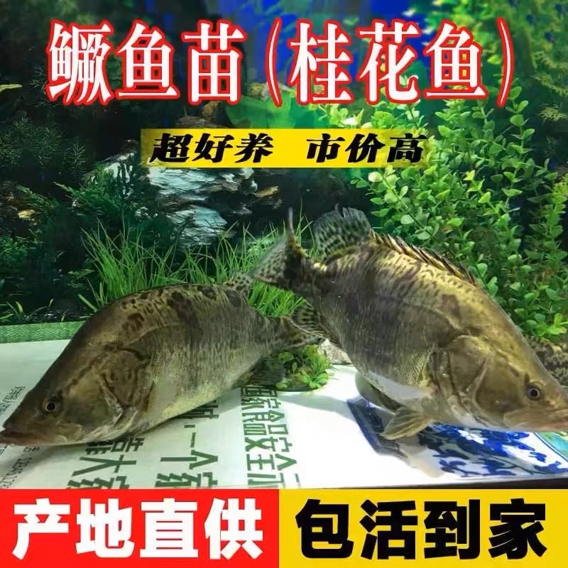 桂花鱼苗鳜鱼苗批发1-10公分全国包活发货技术指导