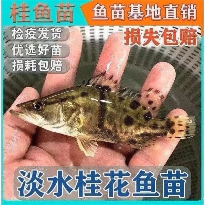 桂花鱼苗鳜鱼苗批发1-10公分全国包活发货技术指导