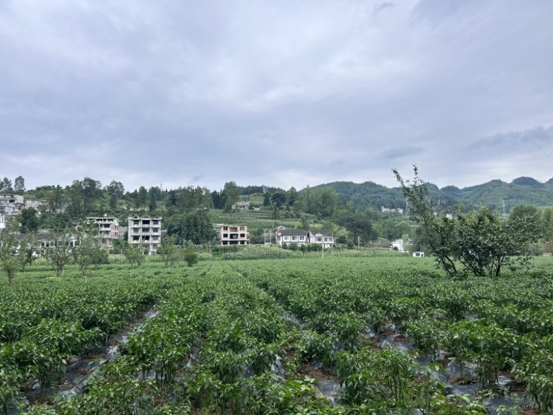 线椒