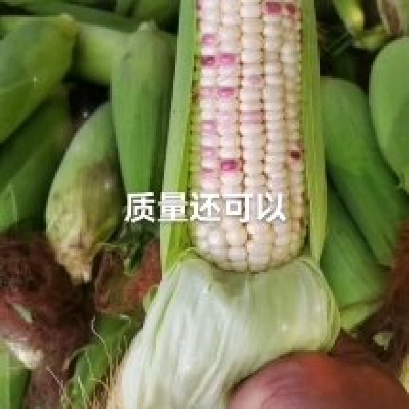 精品甜玉米，大小花，水果玉米，货源充足，价格美丽