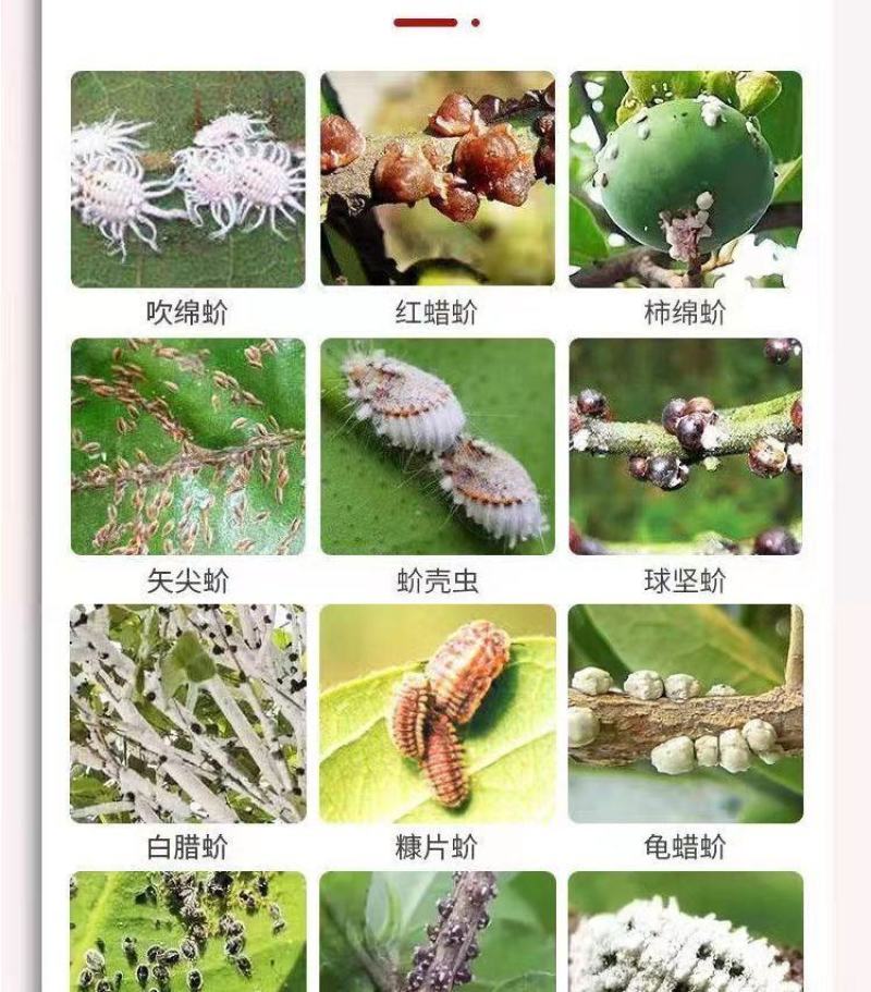 高氯吡丙醚杀虫杀卵绝育剂白粉虱蓟马苍蝇蚊子蚧壳虫杀虫剂