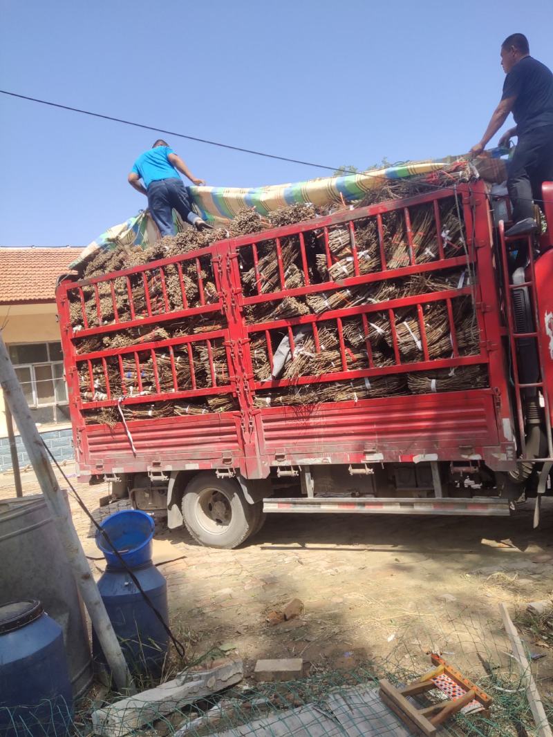 金蝉卵枝：精品杨树金蝉卵枝保证质量，尽快发货