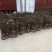 金蝉卵枝：精品杨树金蝉卵枝保证质量，尽快发货