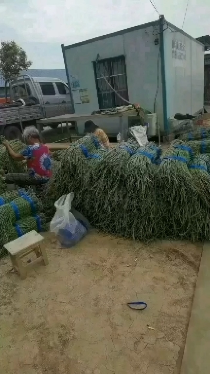 大棚青条豆角，期待与你合作