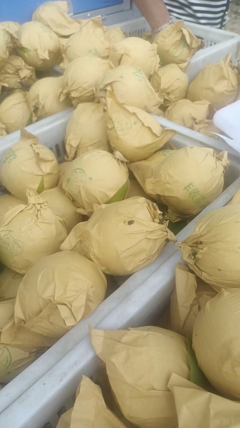 [梨]，宁陵县套袋果翠冠梨大量上市。欢迎新老客户。电话订购。