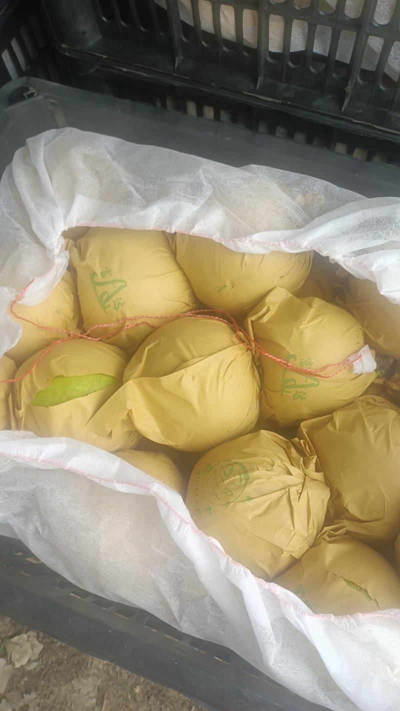 [梨]，宁陵县套袋果翠冠梨大量上市。欢迎新老客户。电话订购。