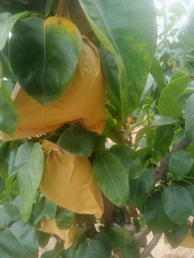 [梨]，宁陵县套袋果翠冠梨大量上市。欢迎新老客户。电话订购。