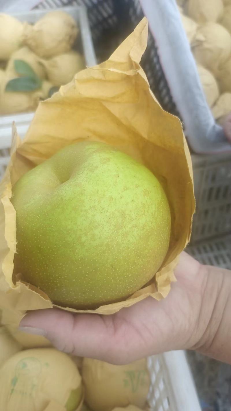 [梨]，宁陵县套袋果翠冠梨大量上市。欢迎新老客户。电话订购。
