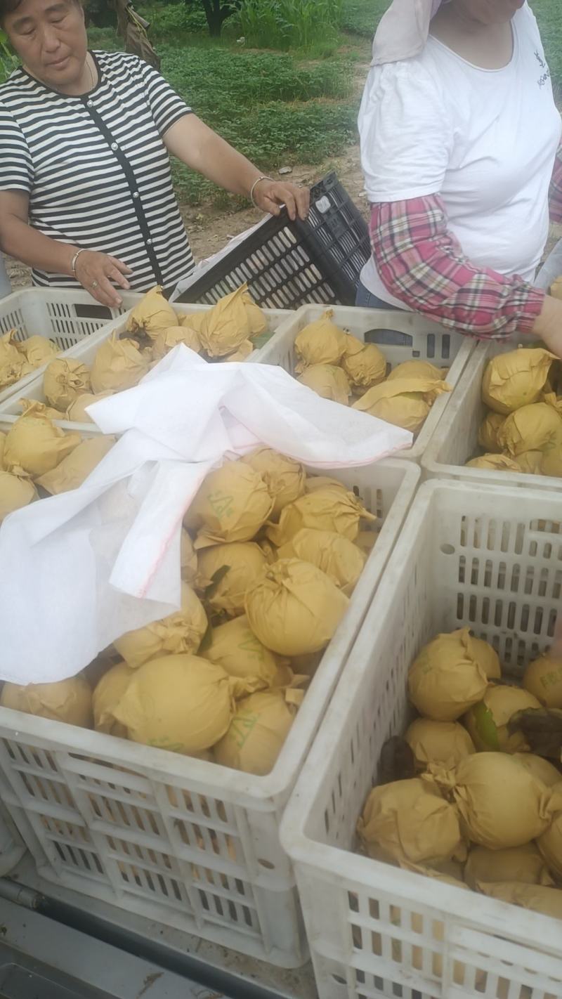 [梨]，宁陵县套袋果翠冠梨大量上市。欢迎新老客户。电话订购。