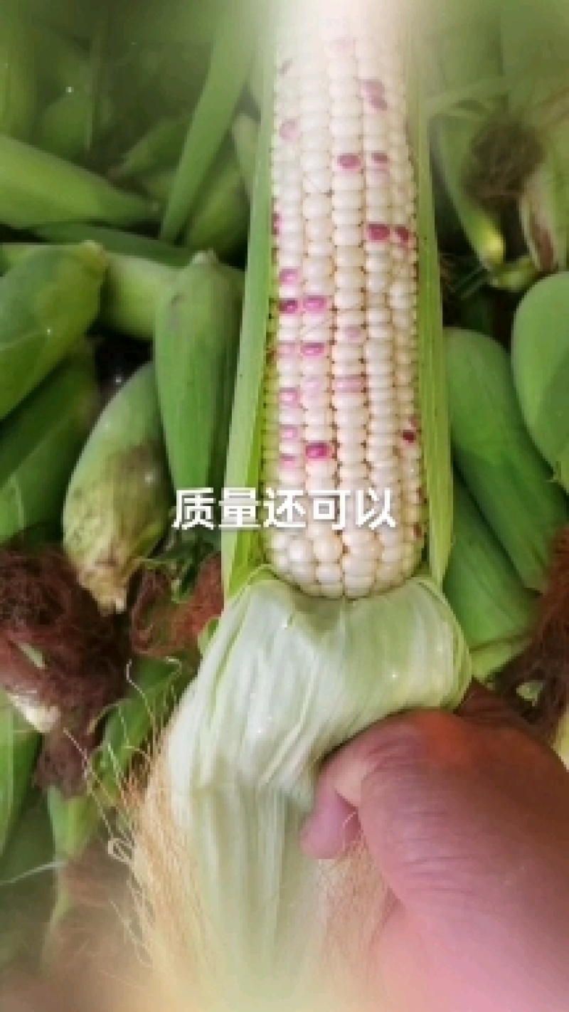 精品甜玉米，大小花，水果玉米，货源充足，价格美丽