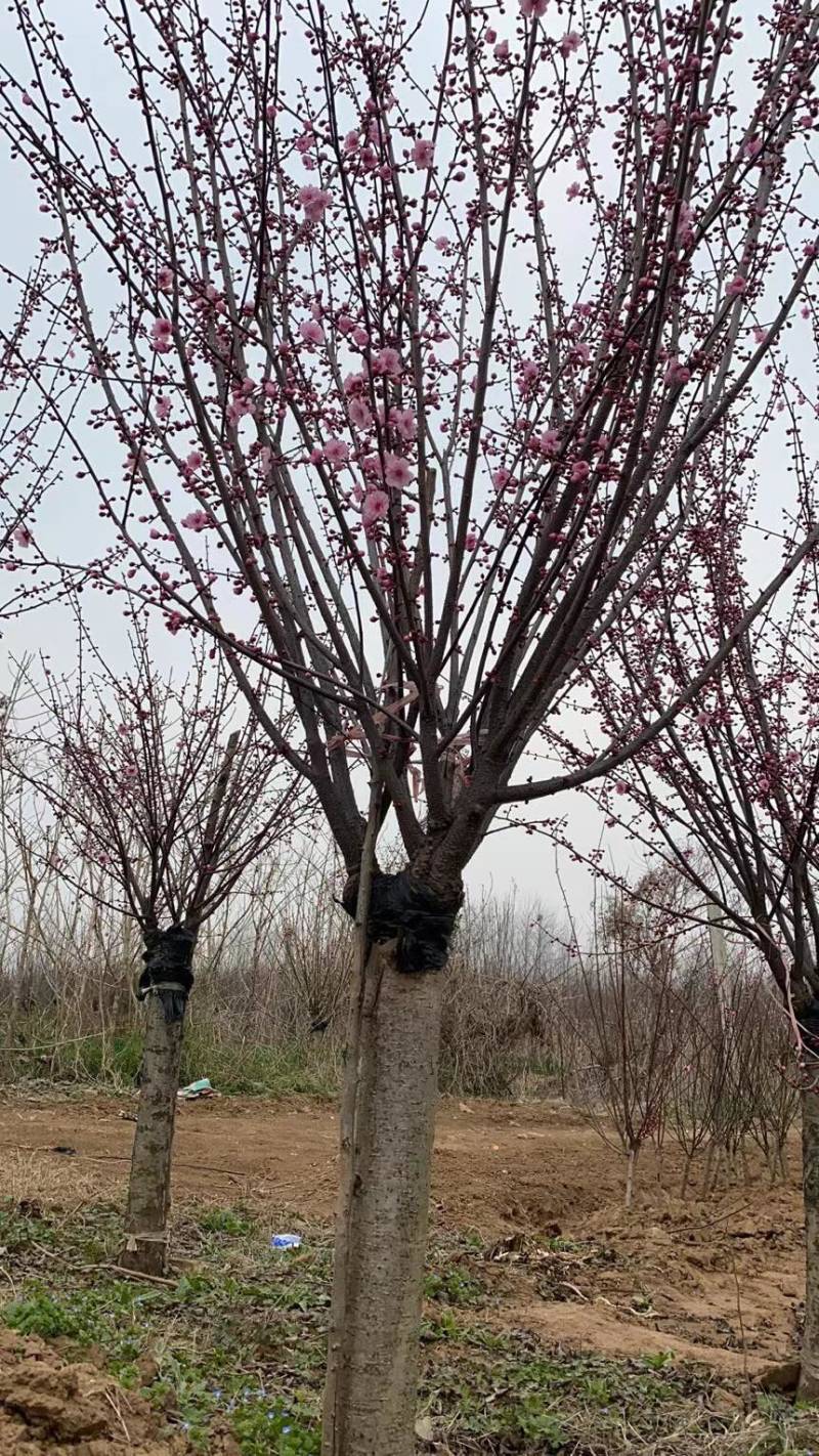 出售销售精品榆叶梅，长期供应绿化苗木，欢迎实地考察。