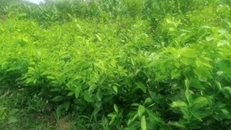 香橙占木红橘沃柑五月苗杯苗地苗土球苗可签合同