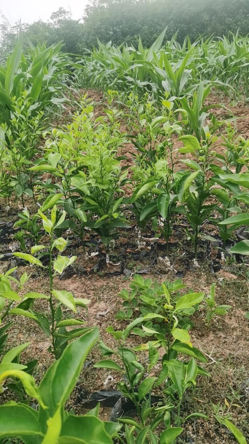 香橙占木红橘沃柑五月苗杯苗地苗土球苗可签合同