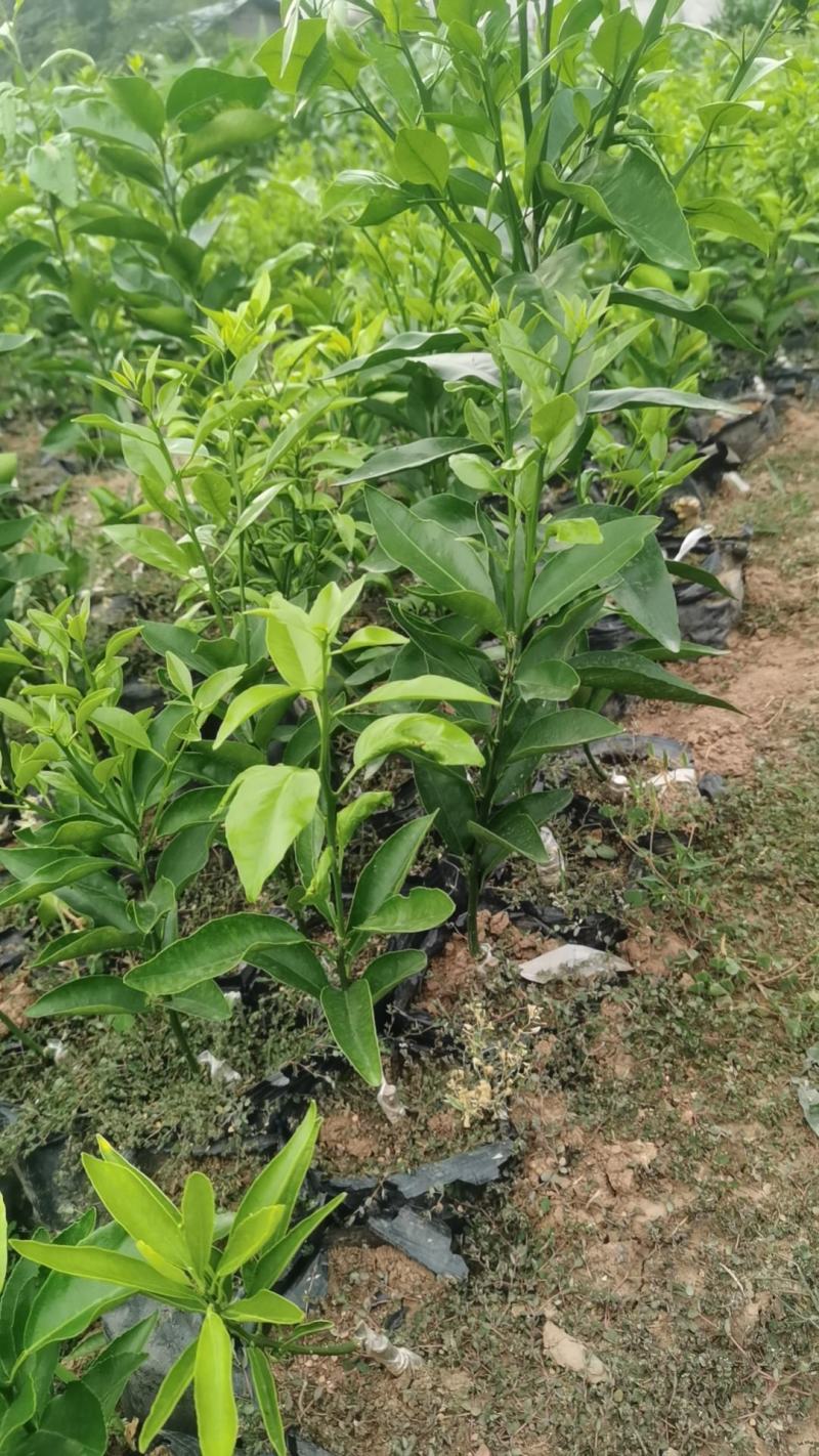 香橙占木红橘沃柑五月苗杯苗地苗土球苗可签合同
