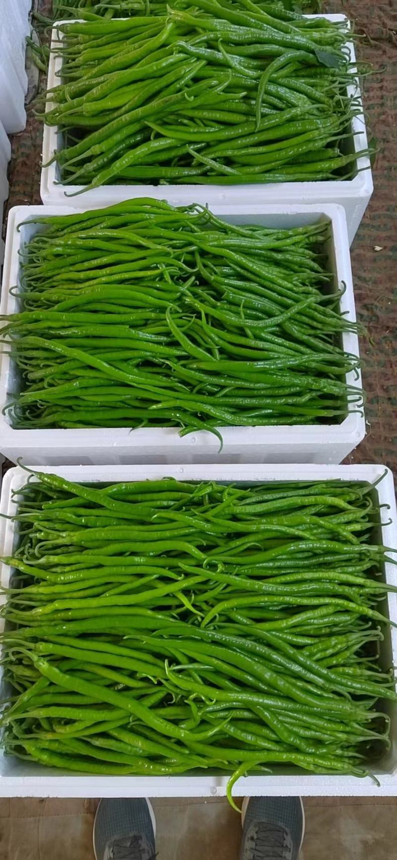 【推荐】线椒货源充足品种保证规格齐全欢迎选购