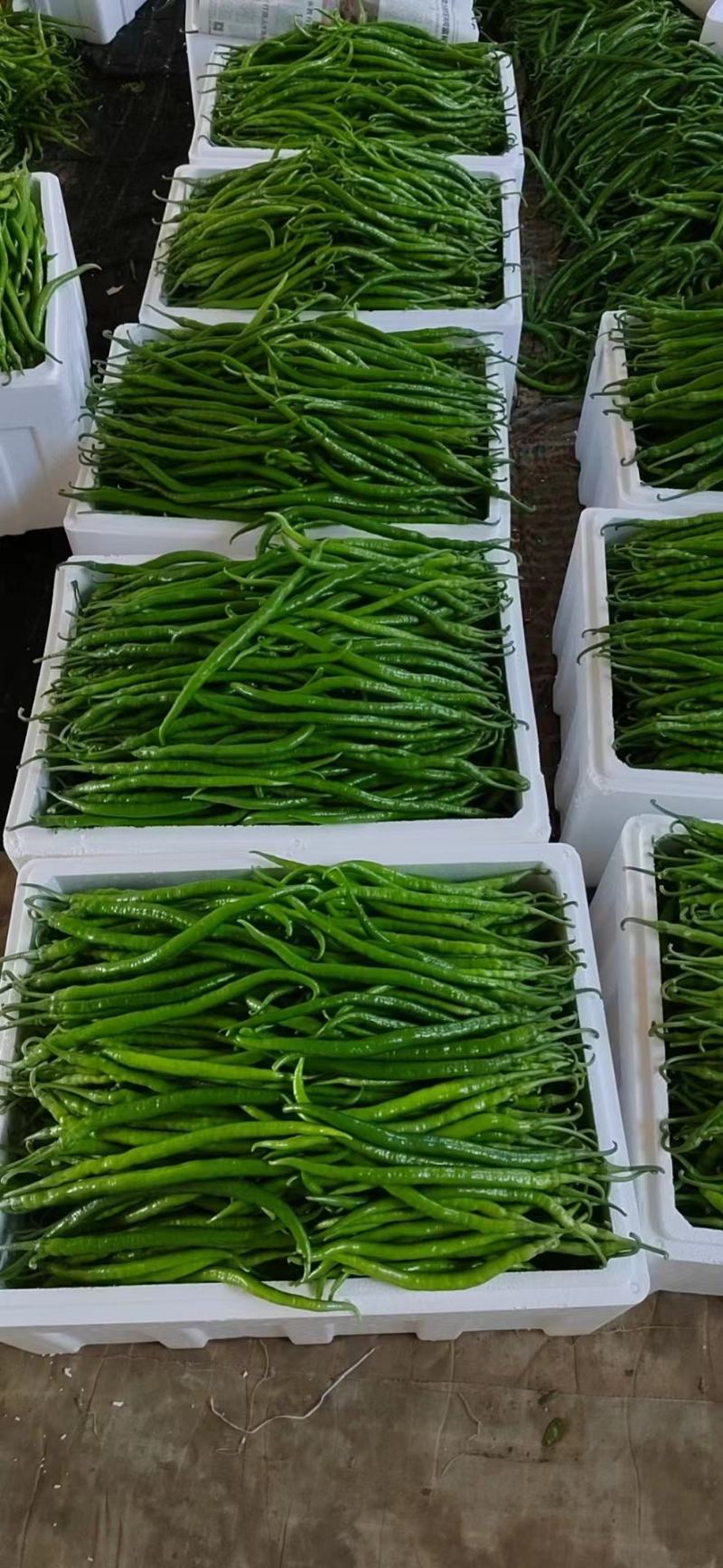 【推荐】线椒货源充足品种保证规格齐全欢迎选购