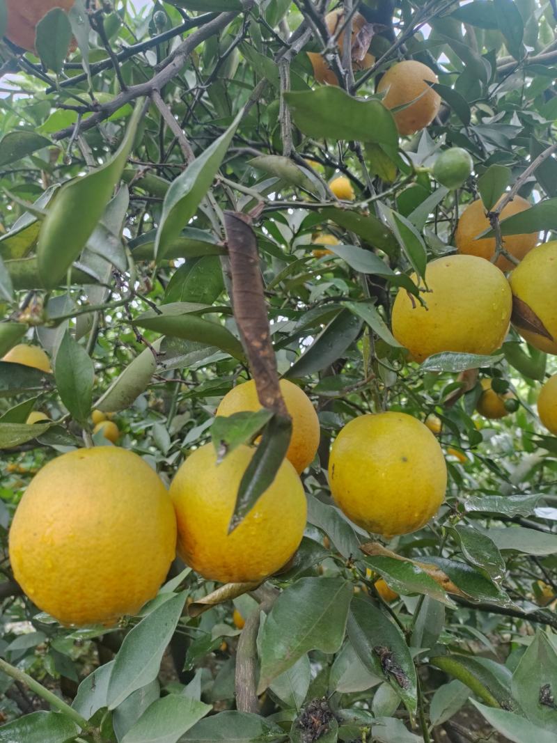 酸甜可口的夏橙