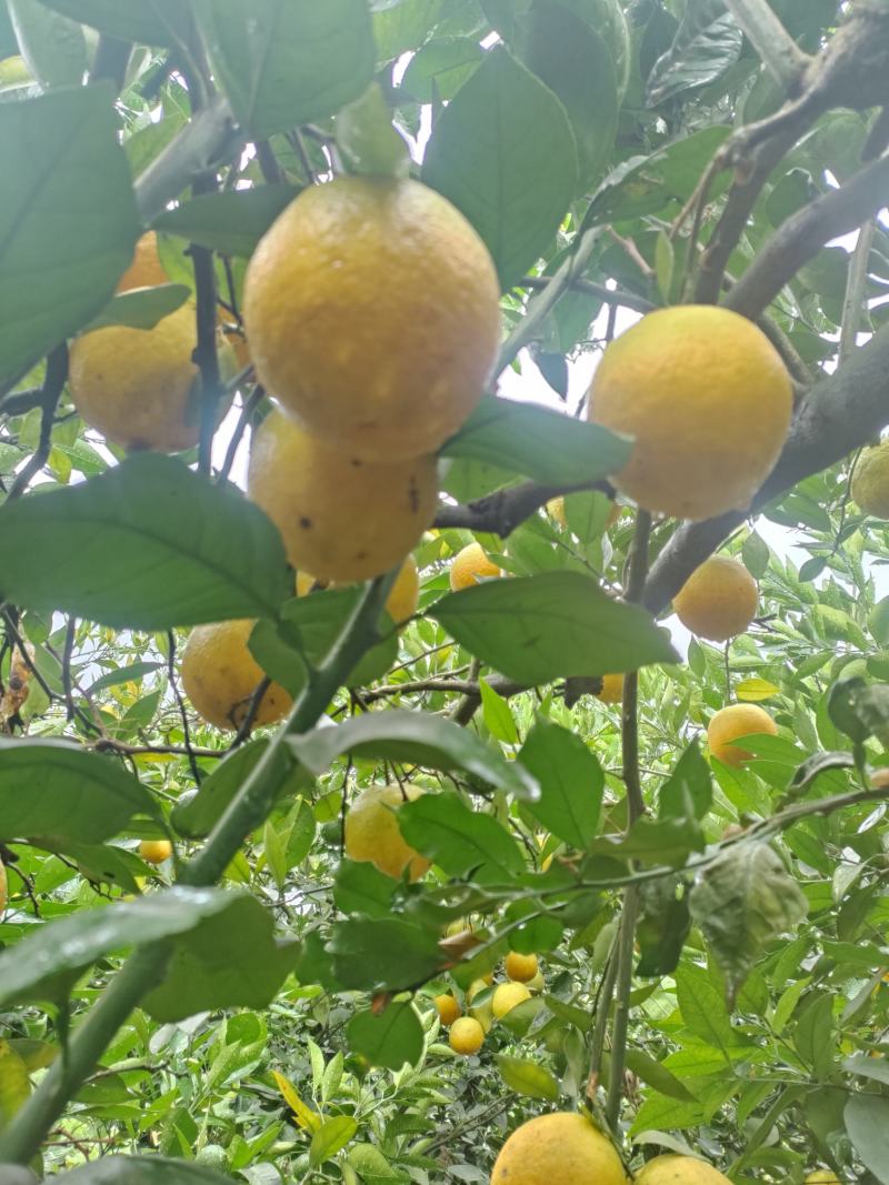 酸甜可口的夏橙