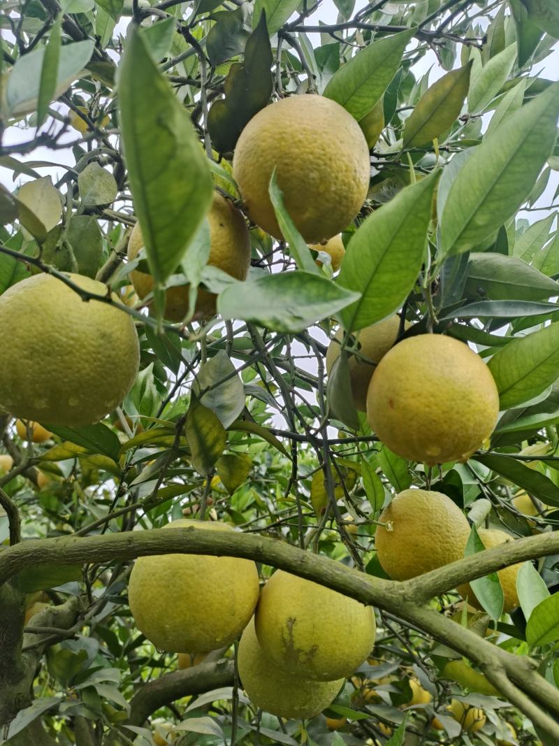 酸甜可口的夏橙