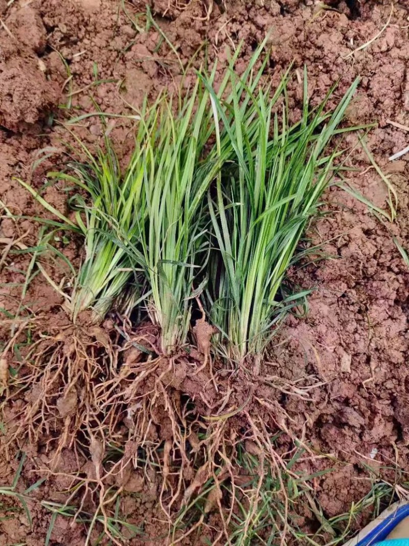出售麦冬草产地发货无中间商价格低，质量好