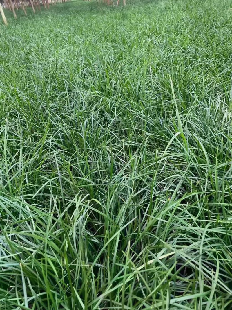 出售麦冬草产地发货无中间商价格低，质量好