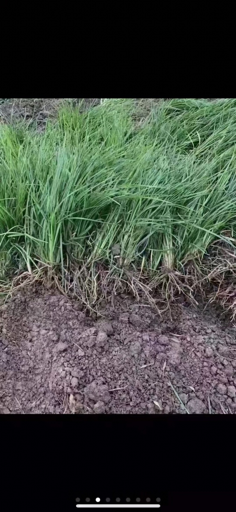 出售麦冬草产地发货无中间商价格低，质量好