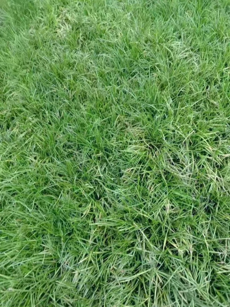 出售麦冬草产地发货无中间商价格低，质量好