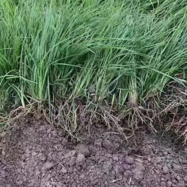 出售麦冬草产地发货无中间商价格低，质量好