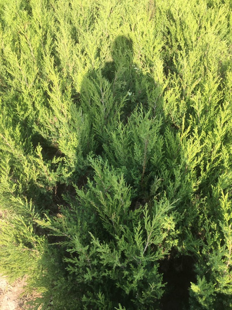 精品柏树蜀桧桧柏30-100规格齐全存活率高技术指导