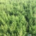 精品柏树蜀桧桧柏30-100规格齐全存活率高技术指导