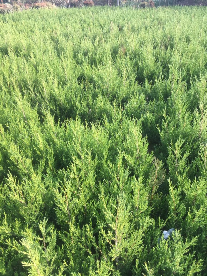 精品柏树蜀桧桧柏30-100规格齐全存活率高技术指导